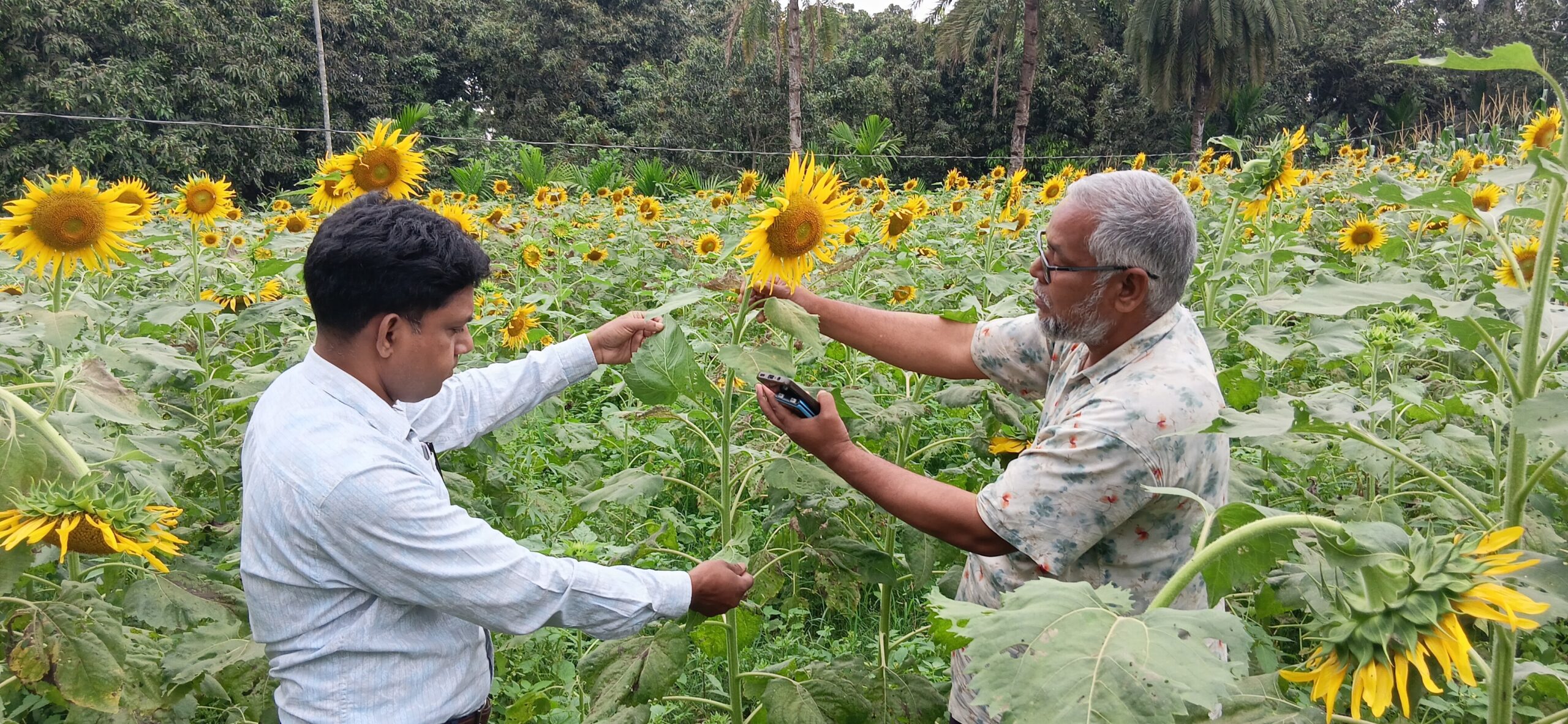 সূর্যমুখী চাষে লাভের স্বপ্ন দেখছেন সিংড়ার জাকির