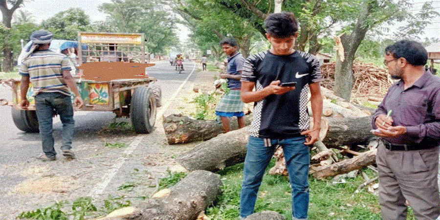 ঈশ্বরদী—পাবনা মহাসড়কে মরা গাছের টেন্ডার \ কাটছে তাজাগুলো