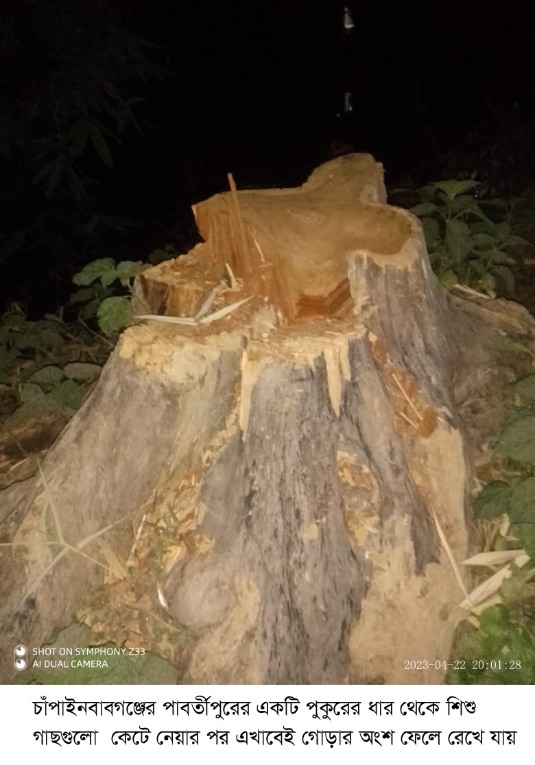 চাঁপাইনবাবগঞ্জে আবারো সরকারী গাছ কেটে নিয়েছে গাছ খেকেরা ॥ ব্যবস্থা নেয়নি বিএমডিএ