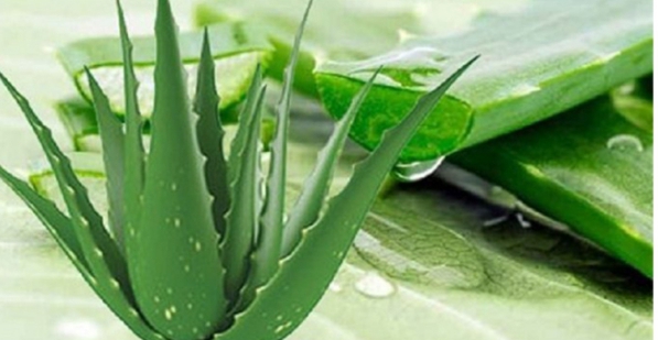 ওষুধি গুণে ভরা অ্যালোভেরা বা ঘৃতকুমারী