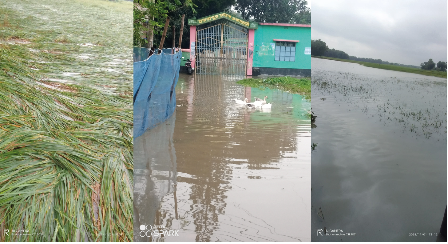 প্রবল বৃষ্টিতে গোমস্তাপুরে ফসল ও ঘরবাড়ির ব্যাপক ক্ষতি