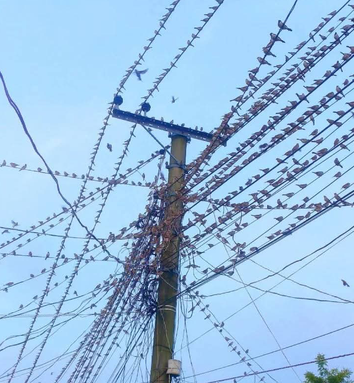 রহনপুরের আকাশে বাবুই পাখির রঙিন আসর